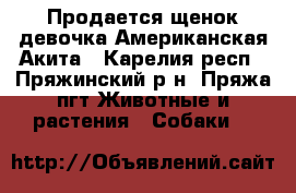 Продается щенок-девочка Американская Акита - Карелия респ., Пряжинский р-н, Пряжа пгт Животные и растения » Собаки   